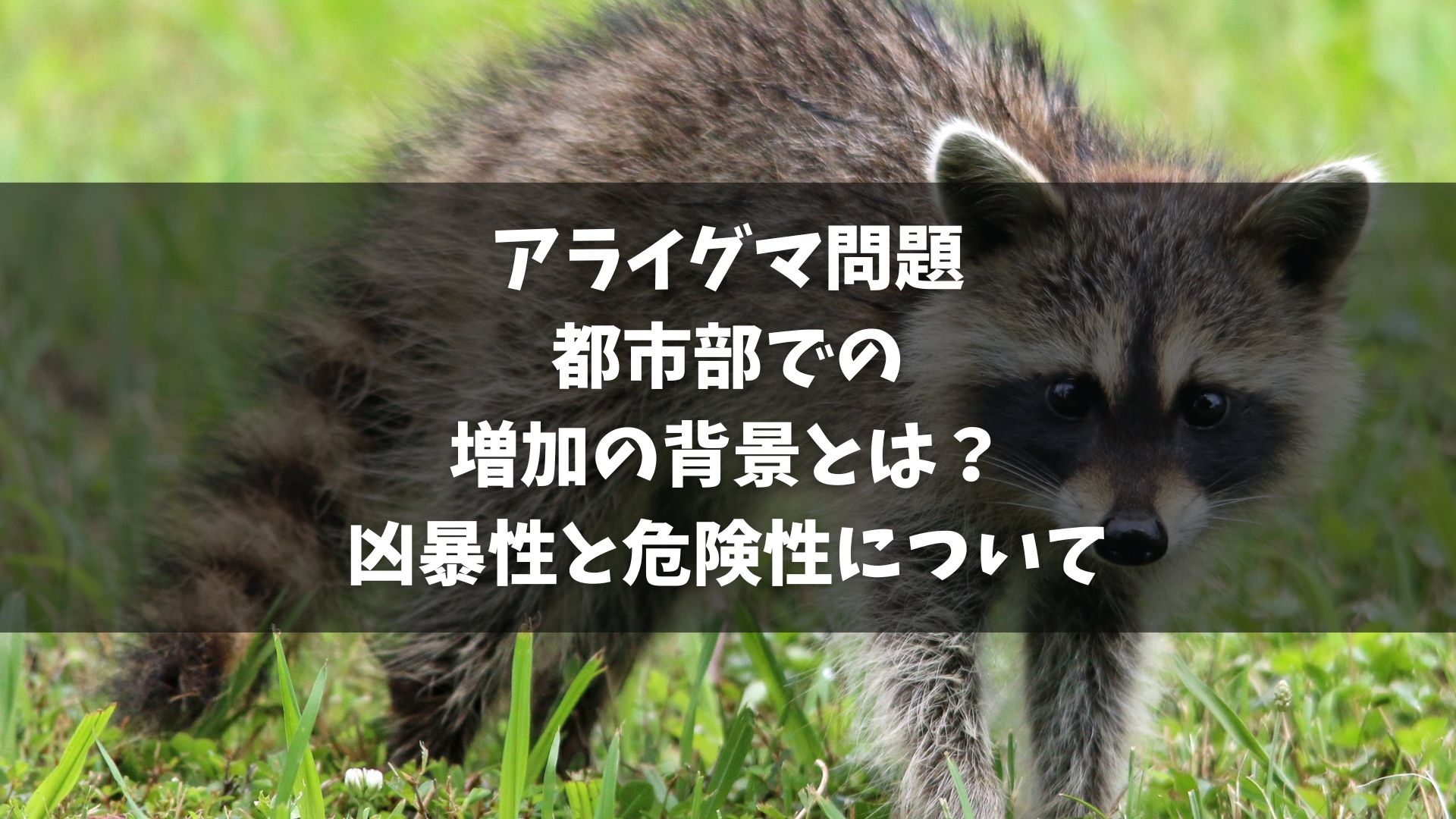 東京都港区の神社でアライグマが目撃された。 この場所では過去にアライグマの捕獲例がない。 アライグマは都内での生息域を拡大している可能性がある。 アライグマはかつて日本で人気のペットだった。 アライグマは特定外来生物であり、捕獲や駆除が必要。