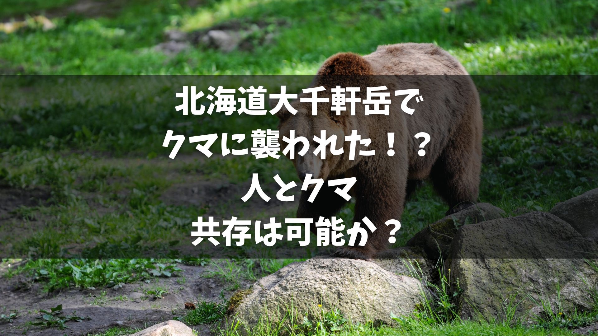北海道・福島町の大千軒岳で見つかった遺体は、函館市の22歳の男子大学生であることが判明。 この遺体はクマに襲われた可能性が高い。 遺体の死因は出血性ショック。 クマの死骸も同地で発見され、ナイフによる反撃で致命傷を受けていた。 この事件を受けて、野生動物との接触の危険性が再認識されている。